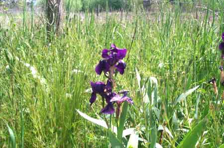 iris in the tall grass