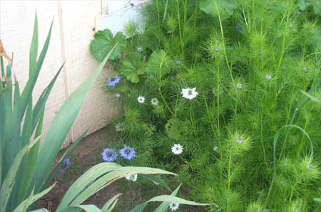 my beautiful weed garden