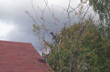 a jay in my garden