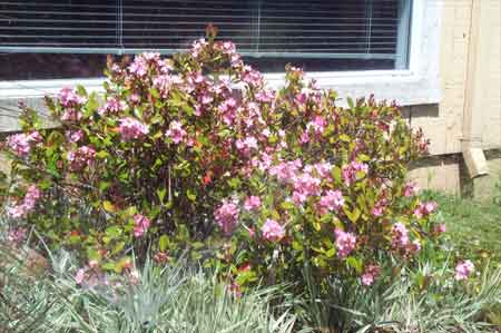 pink blooms