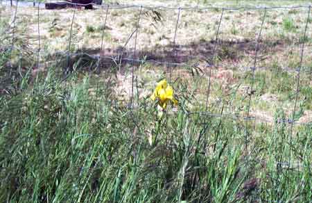 yellow iris amongst the weeds