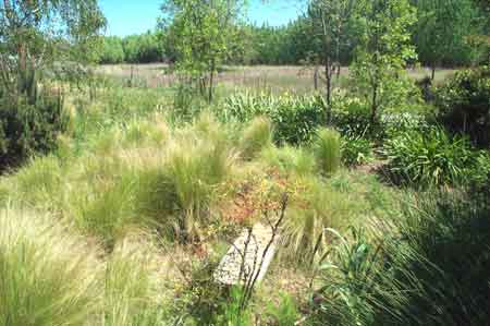 overgrown grasses obscure my garden