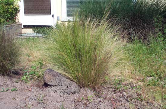 grass and a rock