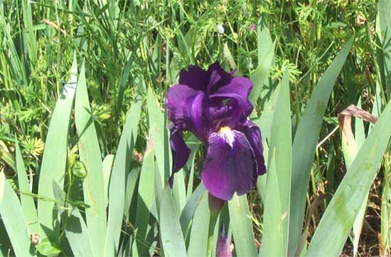 purple iris