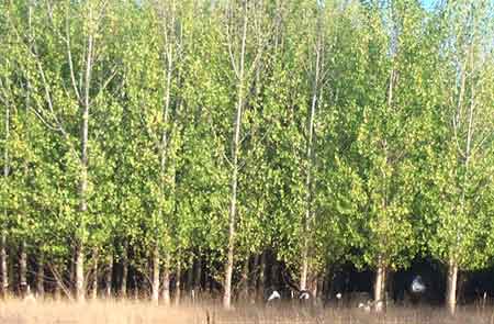 cows under the trees