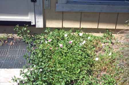 front step