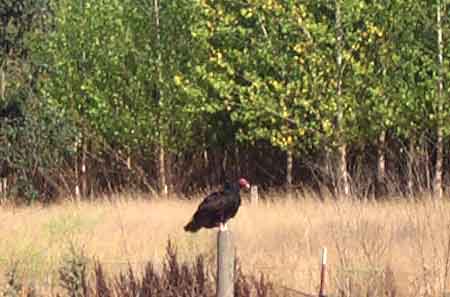 buzzard at rest