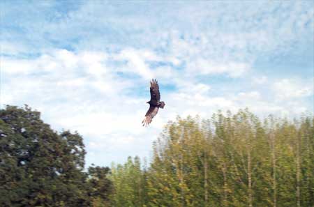 buzzard in flight