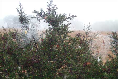 webs in the mist