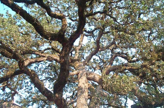 oak tree