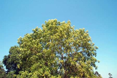 walnut tree