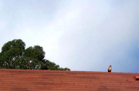 bird on roof