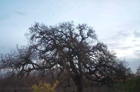 oak and sky