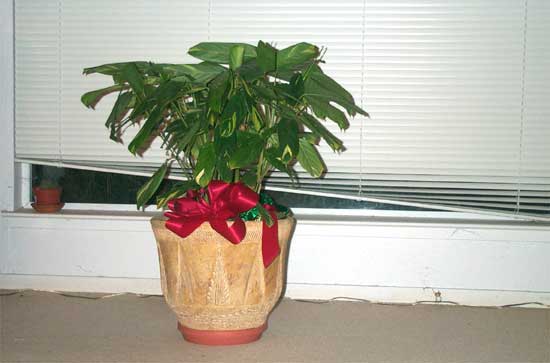 potted plant