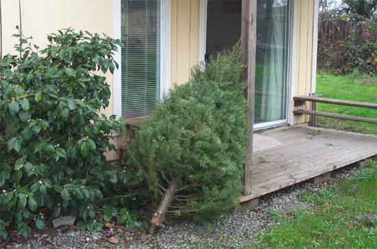 tree leaning against porch