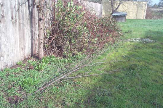 fallen tree