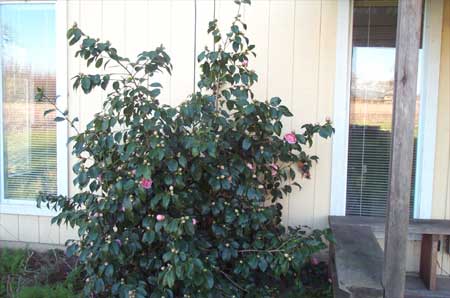 camellia bush