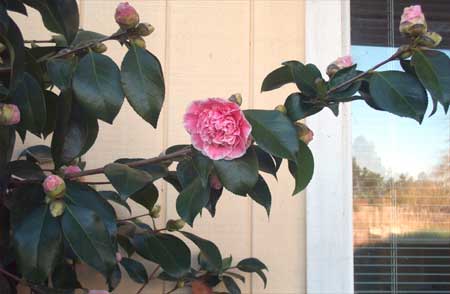 that is a camellia, right?
