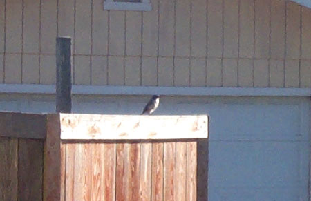 jay on the fence