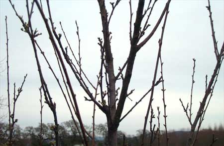first buds on a young plum tree against the February sky