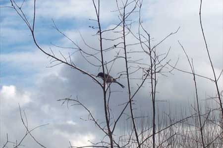 bird on a branch