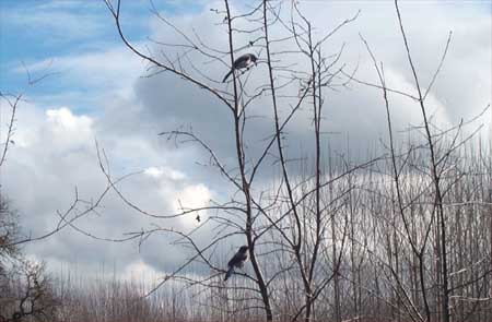 birds, tree