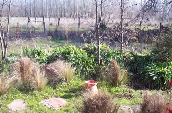 bird bath, about to be used