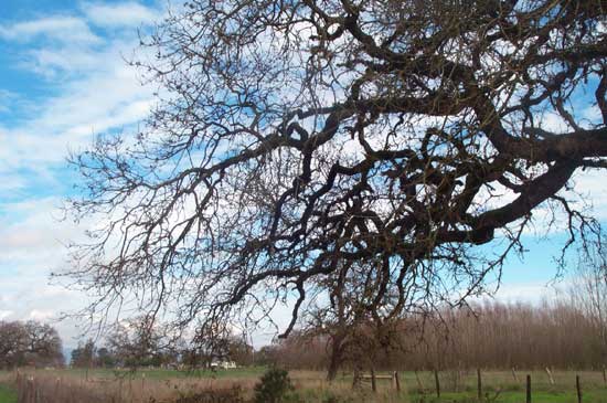 oak tree