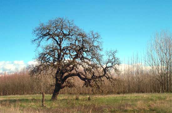 the oak tree with the tire swing