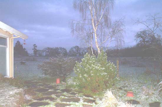 snowy yard