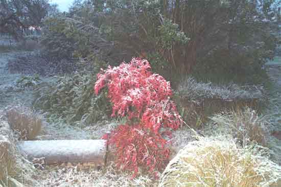 snowy bamboo