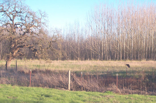 looking south from the backyard