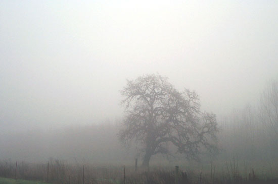 oak in the fog