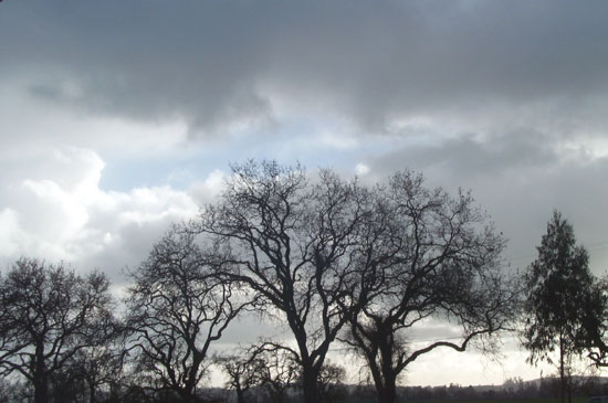 clouds and oak trees