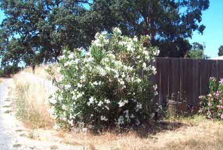 white blossoms