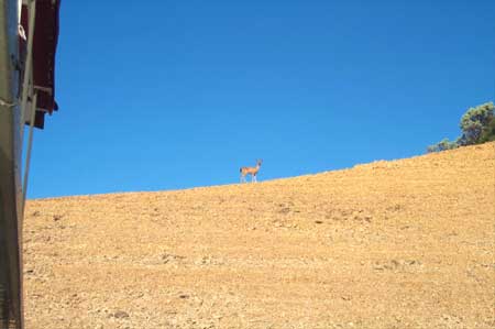 Shasta Lake