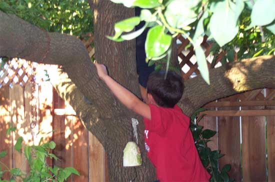 kids climbing trees