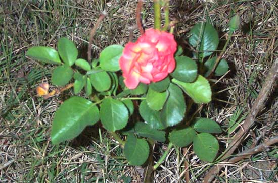 night shot of a rose