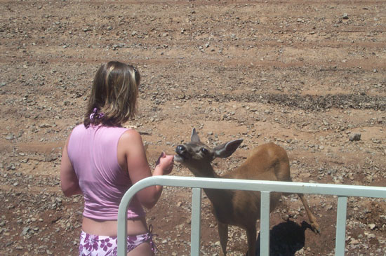 Shasta Lake 2003