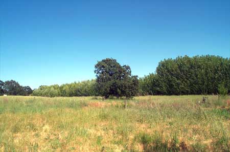 looking southeast from my yard