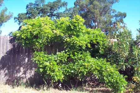 lush green wisteria