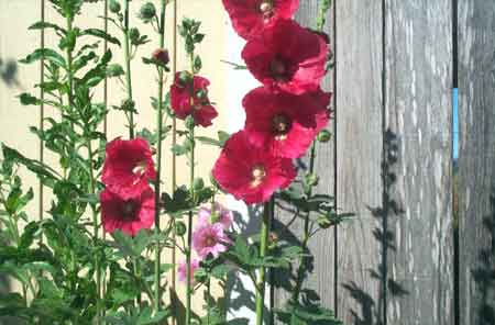 lavender hollyhocks peeking out from behind the red ones