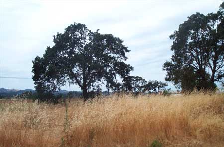 Sebastopol hills barely visible