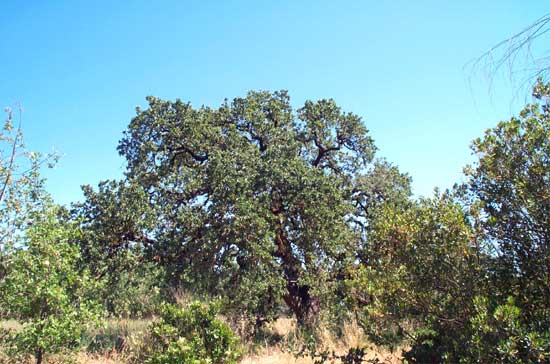 oak