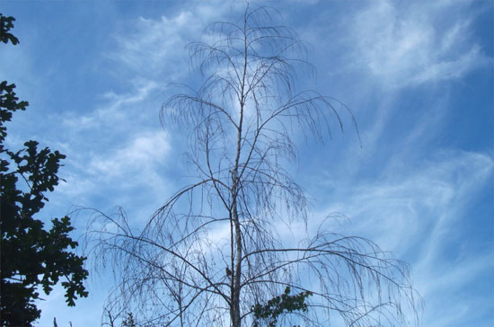 bare limbs