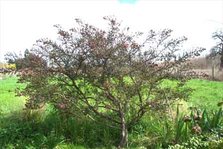 a bush at the edge of my garden