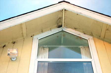 bird's nest under the eave