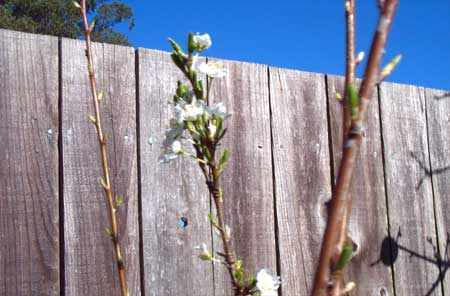 plum blossoms