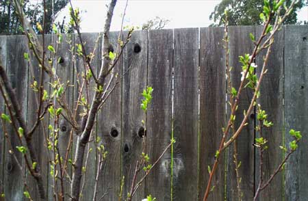 plum tree leaves