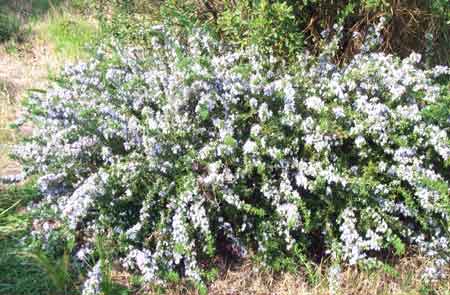 blue blossom bush